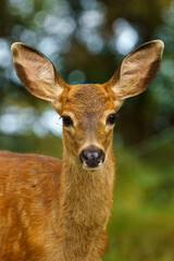 Baby doe
