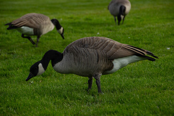 Canada Goose Jasper Canada