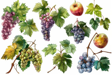 Different sorts of grapes isolated on white background, mockup, copy space.