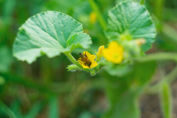 Hardworking bee collecting pollen while sinking head deep into yellow flowering flower melon plant close-up against blurred green background of summer orchard. Diligent working insects in nature