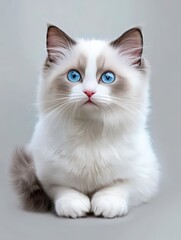 A fluffy white cat with striking blue eyes gazes curiously at the viewer.