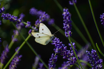 butterfly on a flower