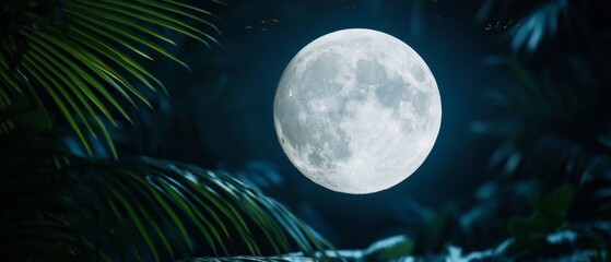 Fototapeta premium A humid summer night with a bright full moon, the air thick with moisture, and the sound of insects chirping