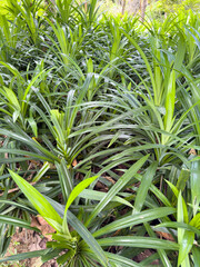 Obraz premium Group green pandan leaves or Pandanus amaryllifolius