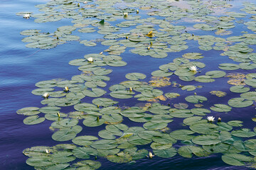 Water lilies in the moat from The Old Town or Gamlebyen of Fredrikstad, Norway, in August 2024.