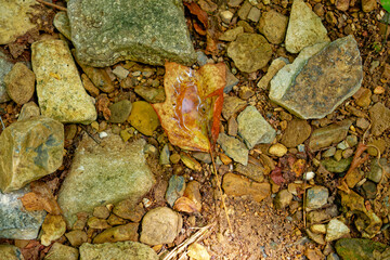 Leaf holding water on the ground