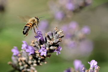 Abeille qui vole sur une fleur de lavande