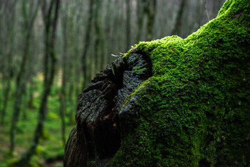 A mossy tree trunk from Ireland 