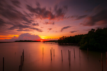 Coast and mangrove forest in the evening in Thailand,Tropical mangrove forest under sunlight with cloudy blue sky in phang nga bay, Thailand. 