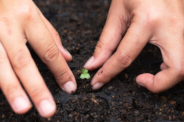 Close-up of seedling and human hand,Close-up of a human hand holding a seedling, including planting the seedlings, the concept of Earth Day, and the global warming reduction campaign. 