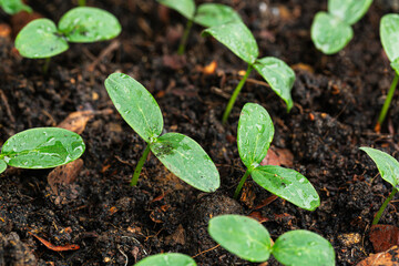 Close-up of seedlings,selective Close-up of green seedling.Green salad growing from seed