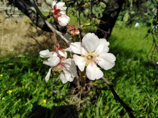 Fototapeta premium The beautiful Almond on the farmland