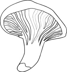 Mushroom chanterelle doodle design banner.