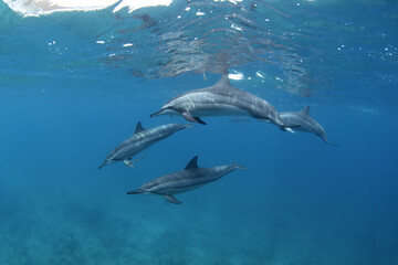Spinner dolphin close to surface. Marine life in Indian ocean. Dolphins with light stripes. Group of dolphins near the Mauritius coast.