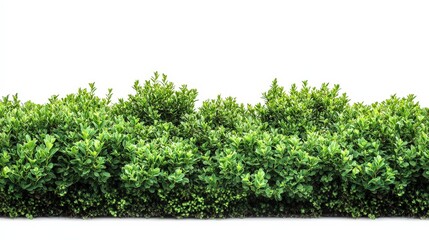 Obraz premium Lush Green Hedge Isolated on White Background.