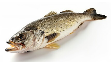 Naklejka premium Fresh Whole Sea Bass Fish Isolated on White Background.