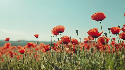 Fototapeta premium Detailed view of a poppy field with vibrant red flowers swaying in the wind, against a clear sky
