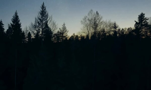 "A forest at dusk with the sound of owls hooting in the distance."