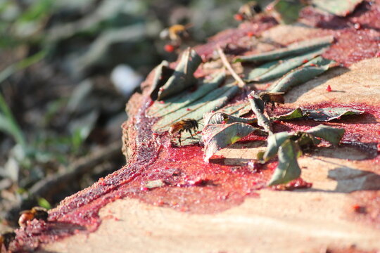 Abelhas em seiva vermelha