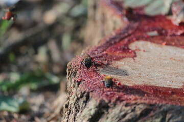 Abelhas em seiva vermelha