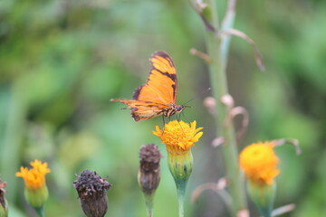 Borboletas laranjadas com flores