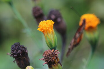 Borboletas laranjadas com flores