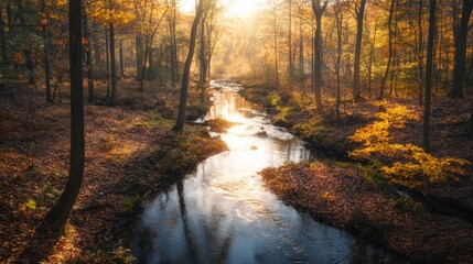 Obraz premium A high-angle view of a tranquil stream winding through a forest, with sunlight filtering through the trees and reflecting off the water.