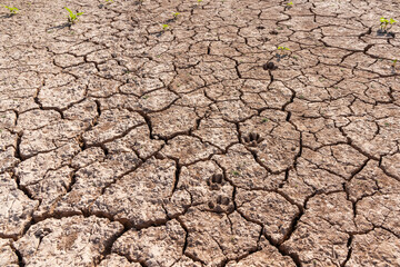 Huellas de animal marcadas en tierra seca y agrietada debido a la sequía