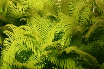 A fern in the garden