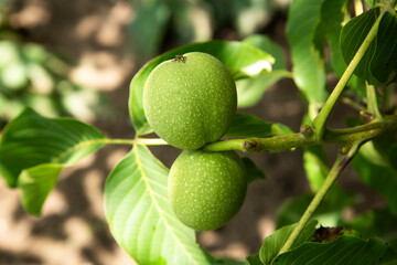 Two green walnuts in sunlight. close-up fresh walnuts