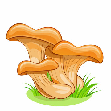 recommend clip art: Mushrooms oyster surround isolated on white background with grass (4)