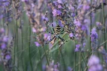 A macro shot of an Argiope bruennichi wasp spider spinning its web among vibrant lavender blossoms.