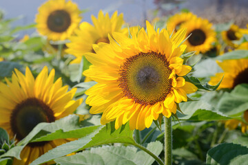 Sunflower flower on a blurred background