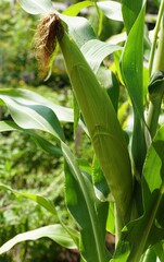 Obraz premium A green and raw corn growing on the tree in the summer