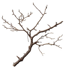 Bare Branch on Black Background isolated on white or transparent background, PNG