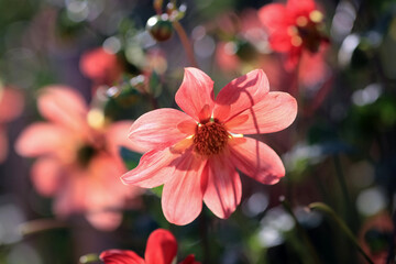 Fototapeta premium Autumn blooming plant Dahlia