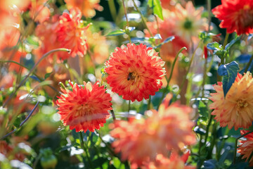 Autumn blooming plant Dahlia