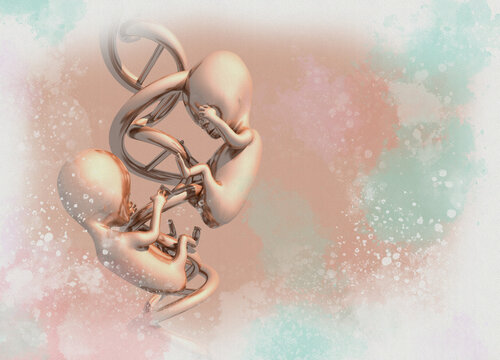 Twin foetuses, conceptual illustration