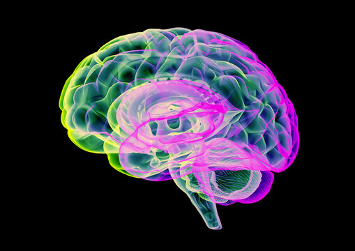 Human brain, illustration