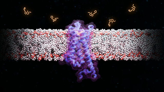 4F,5-MeO-PyrT bound to serotonin-1A 5-HT1A receptor, illustration