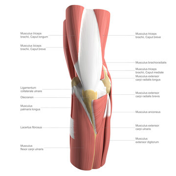 Anatomy of the elbow, labelled illustration