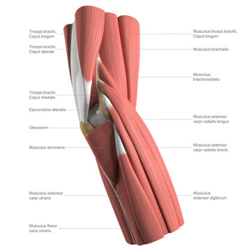 Anatomy of the elbow, labelled illustration