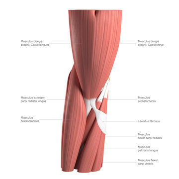 Anatomy of the elbow, labelled illustration