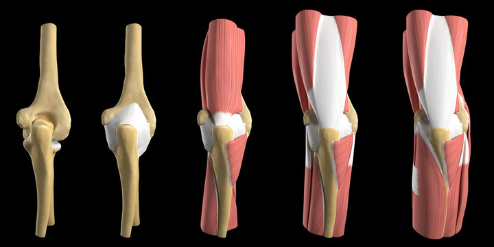 Anatomy of the elbow, illustration