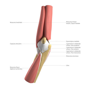 Anatomy of the elbow, labelled illustration