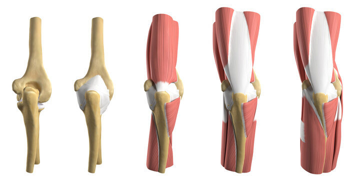 Anatomy of the elbow, illustration