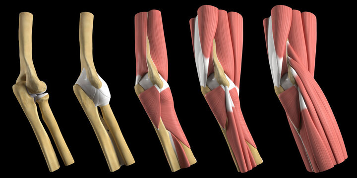 Anatomy of the elbow, illustration