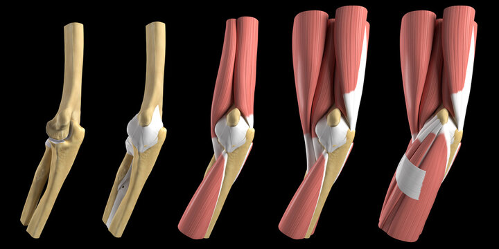 Anatomy of the elbow, illustration