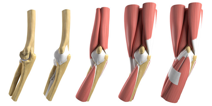 Anatomy of the elbow, illustration
