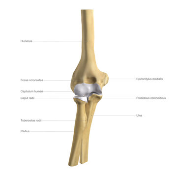 Anatomy of the elbow, labelled illustration